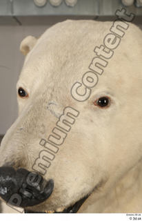 Polar bear head 0004.jpg